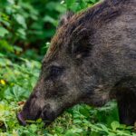 „Das Vermächtnis der Wilddiebe“ – Dietrichstaler Wilddiebspfanne: Historischer Genuss für Genießer