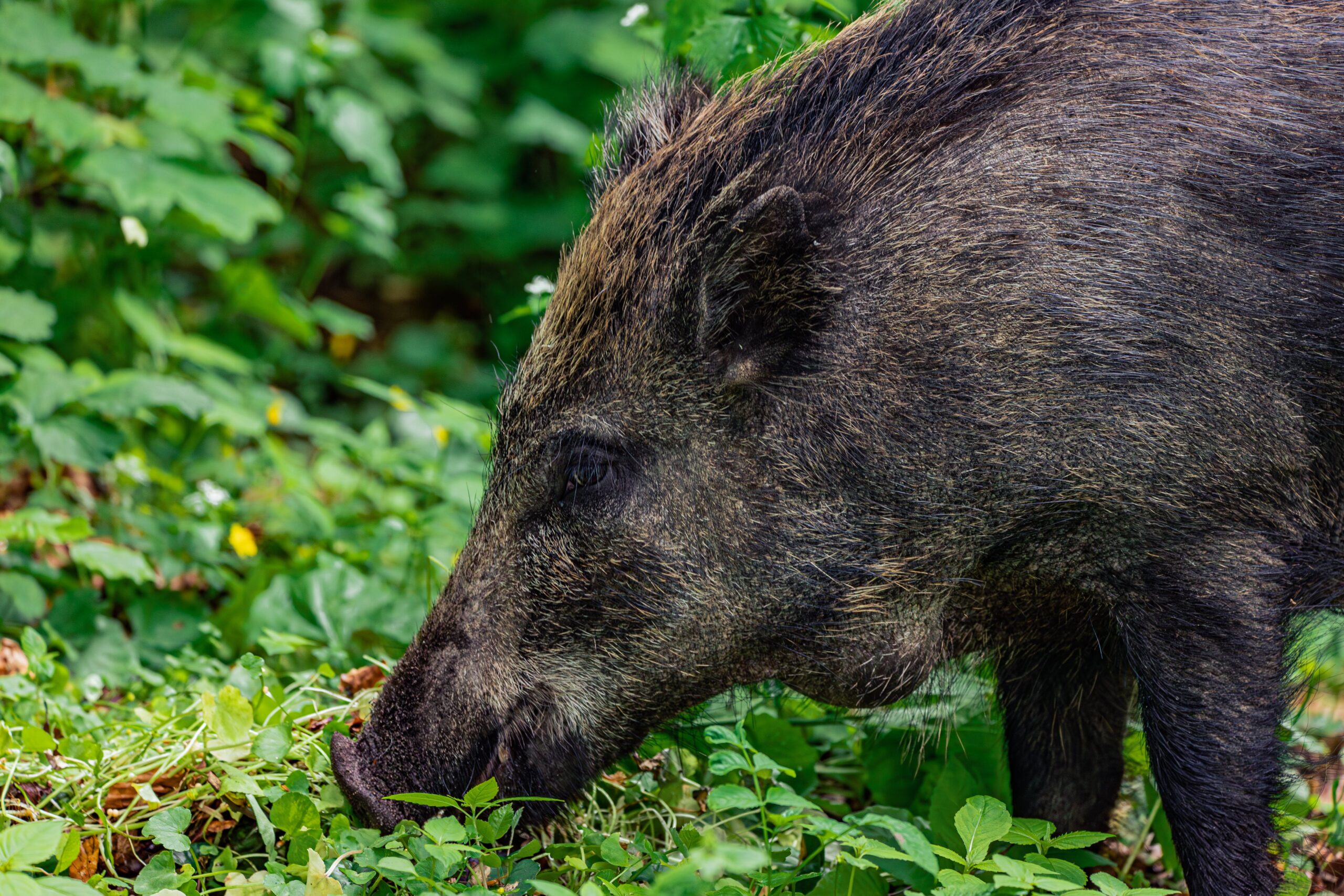 Wildschwein